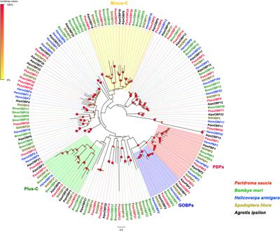 Antennal transcriptome analysis of odorant-binding proteins and characterization of GOBP2 in the variegated cutworm Peridroma saucia